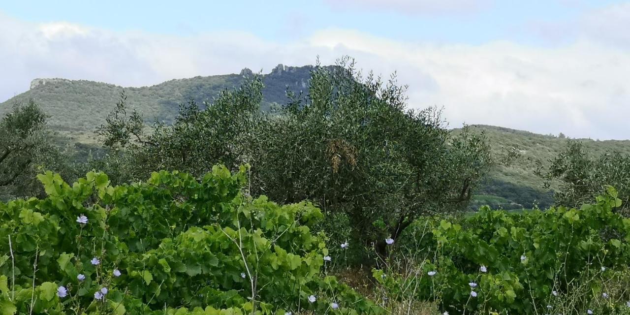 Le Mimosa Bed & Breakfast Saint-Saturnin-de-Lucian Bagian luar foto
