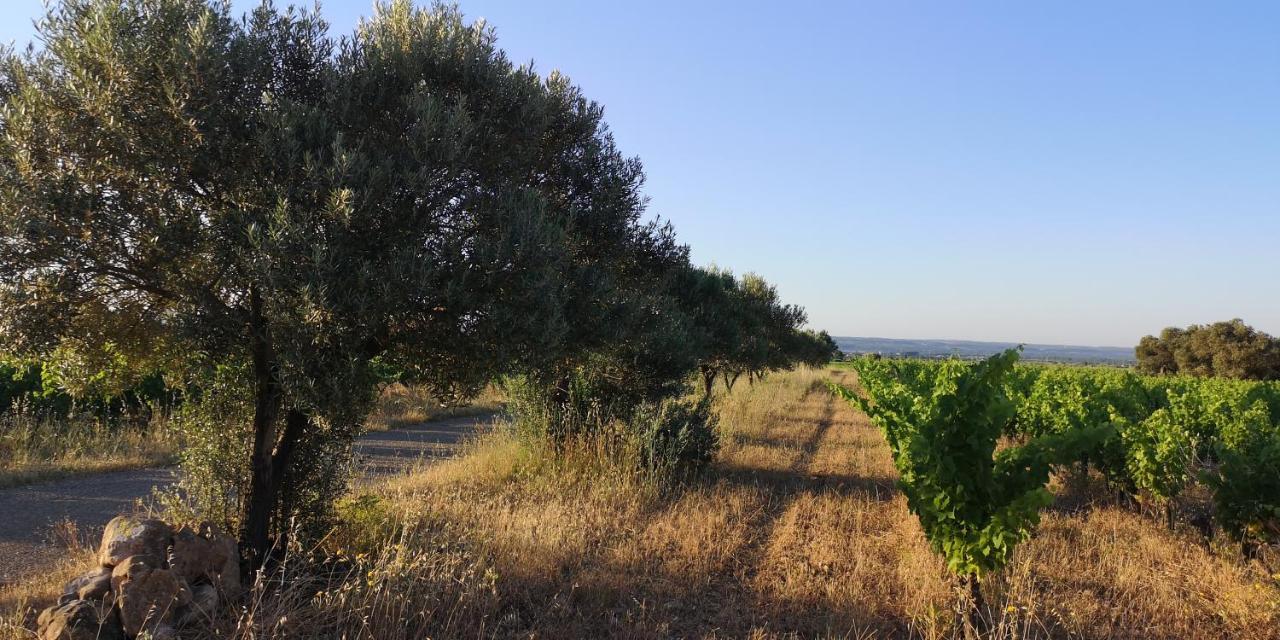 Le Mimosa Bed & Breakfast Saint-Saturnin-de-Lucian Bagian luar foto