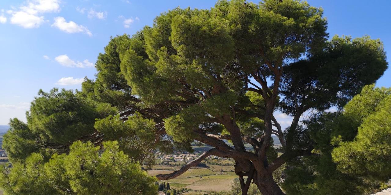 Le Mimosa Bed & Breakfast Saint-Saturnin-de-Lucian Bagian luar foto